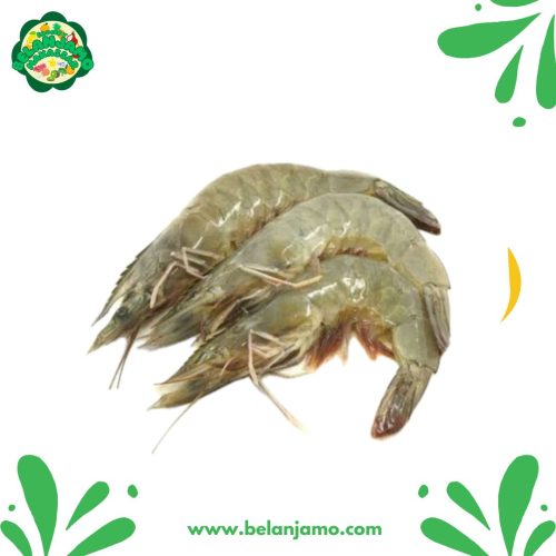 Udang Segar Sedang
